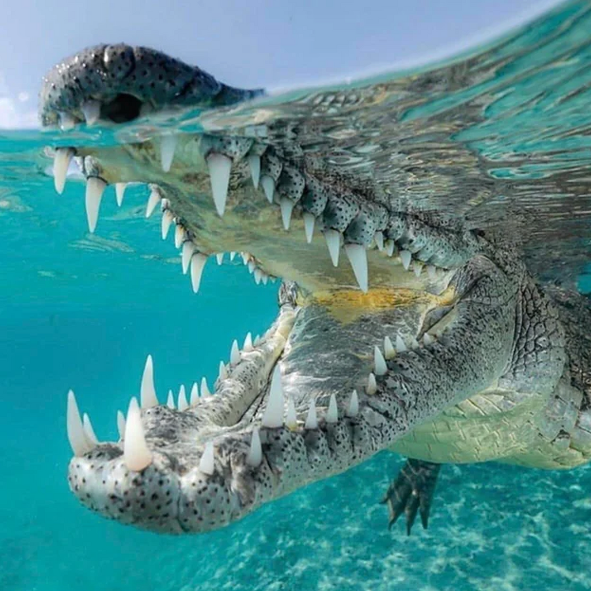Periodontal Membership